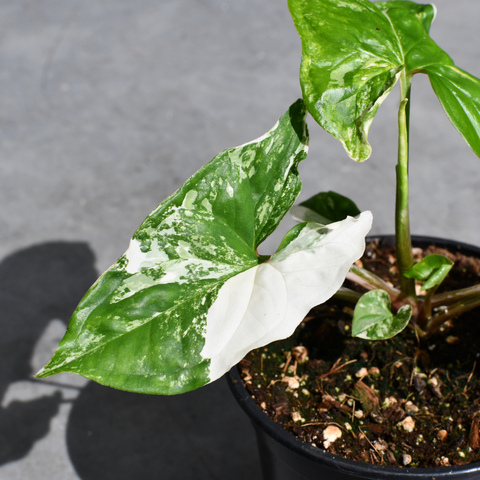Syngonium podophyllum ''Albo'' 