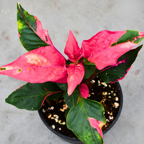 Alternanthera Ficoidea 'Party Time'