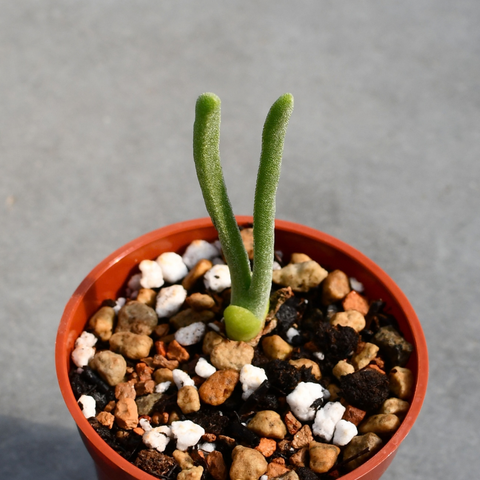Monilaria moniliformis