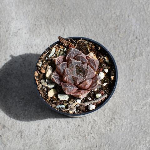 Haworthia 'Mirror Ball'
