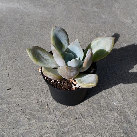 Echeveria 'Lilac Wonder'