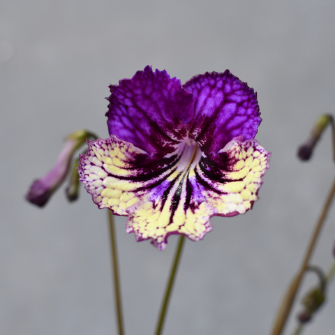 Streptocarpus 'Sashenka'