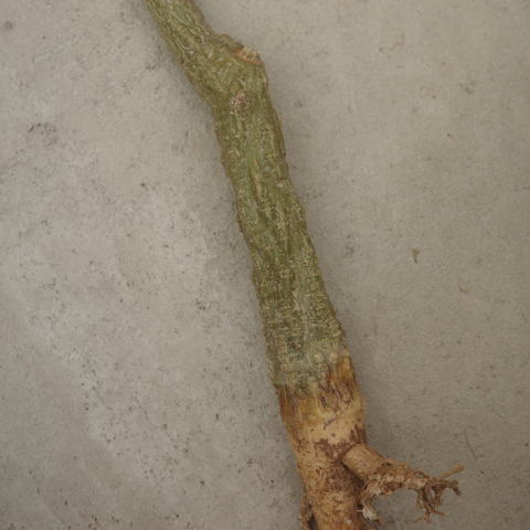 Adenia olaboensis