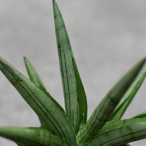 sansevieria ayo crown Sansevieria 'Silver Crown' – Serres Lavoie