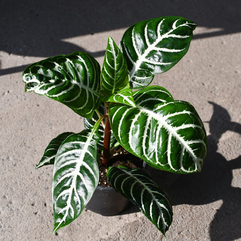 Aphelandra squarossa 'Dania'