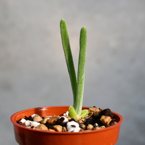 Monilaria moniliformis