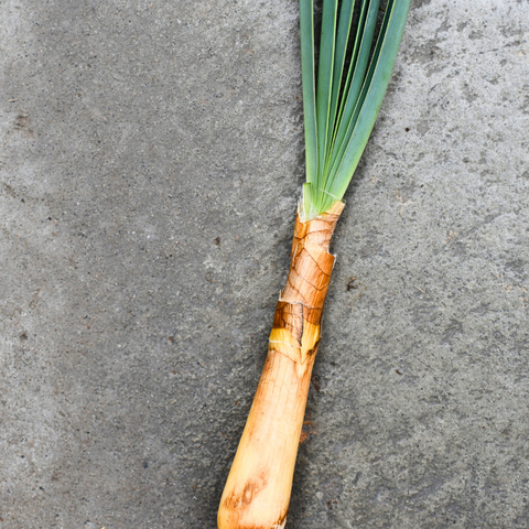 Boophone haemanthoides