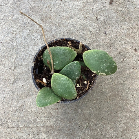 Hoya isabelchanae sp. GPS 7-35 