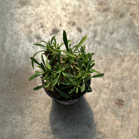 Euphorbia cocklebur 