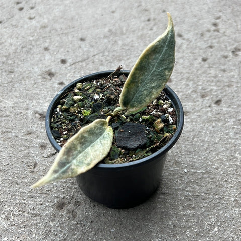 Hoya archboldiana albomarginata