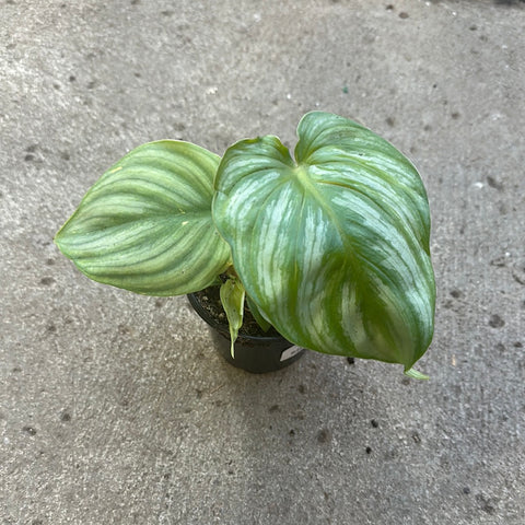 philodendron plowmanii silver Philodendron plowmanii 'Silver' – Serres Lavoie