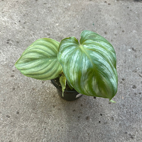 Philodendron plowmanii 'Silver