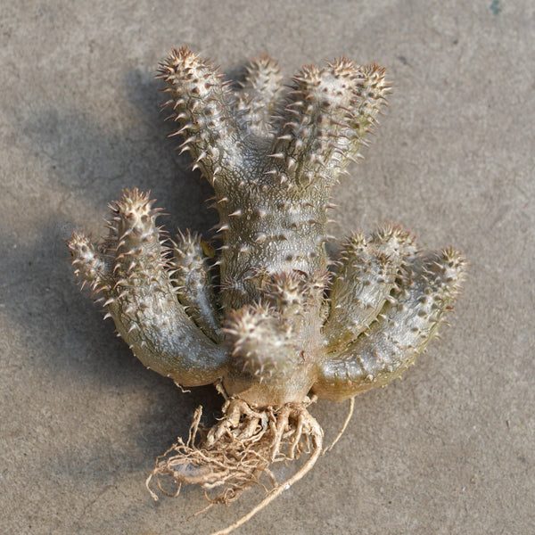 Pachypodium densiflorum
