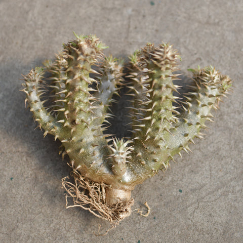 Pachypodium densiflorum