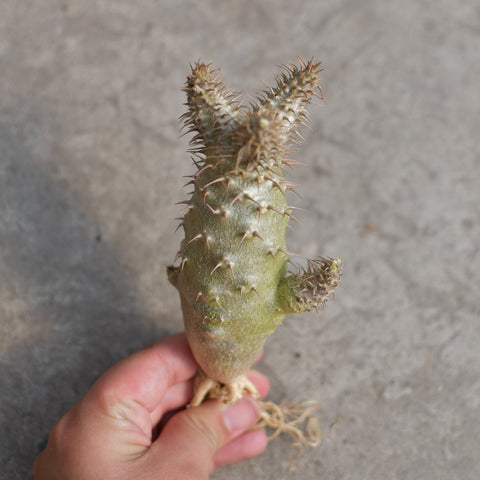 Pachypodium rosulatum var. gracilius