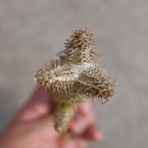 Pachypodium rosulatum var. gracilius