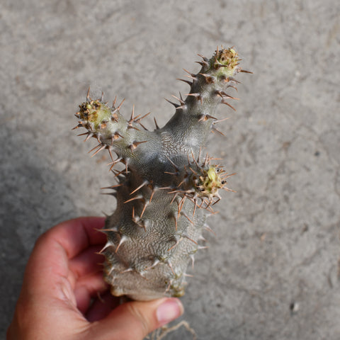 Pachypodium rosulatum cactipes