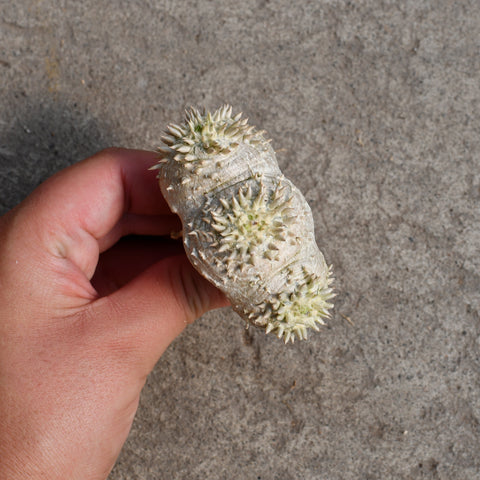 Pachypodium brevicaule