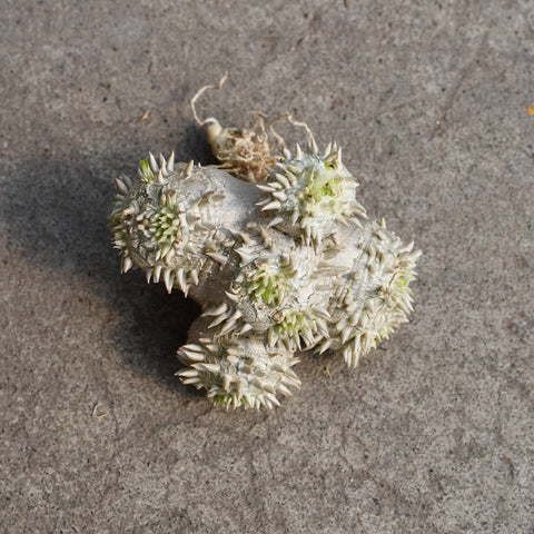 Pachypodium brevicaule