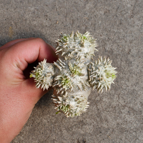 Pachypodium brevicaule