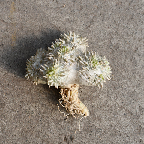 Pachypodium brevicaule