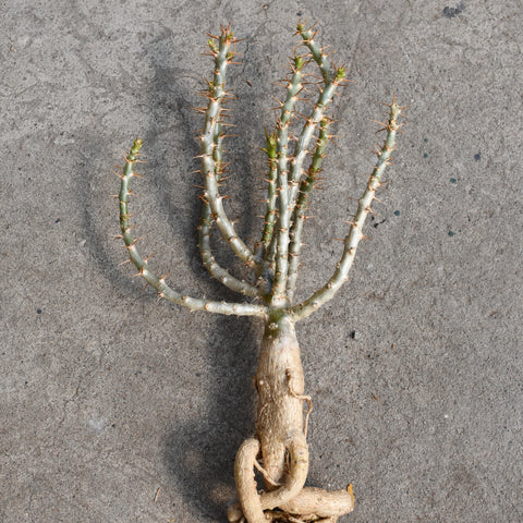 Pachypodium bispinosum