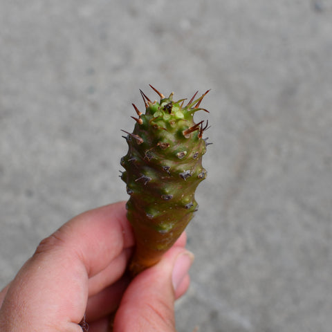 Euphorbia pachypodioides