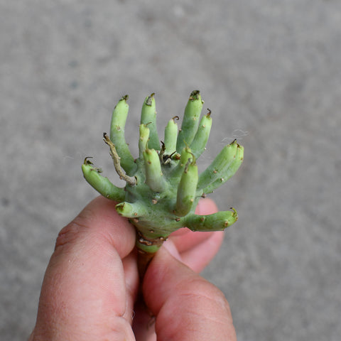 Euphorbia etuberculosa