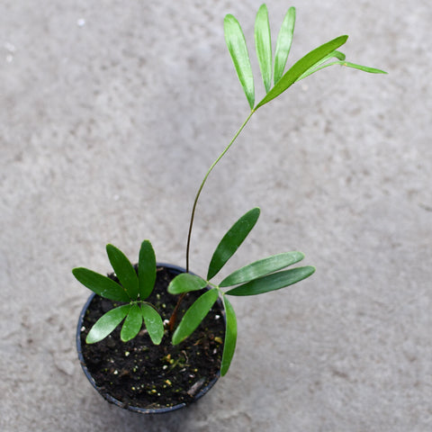 Zamia floridiana (Coontie Palm)