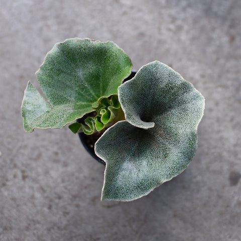 Begonia Venosa