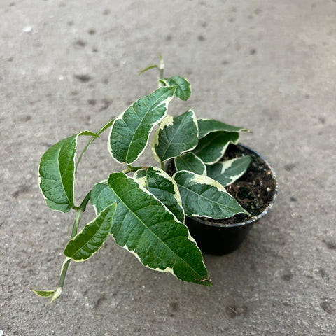 Ficus Sagittata Variegata