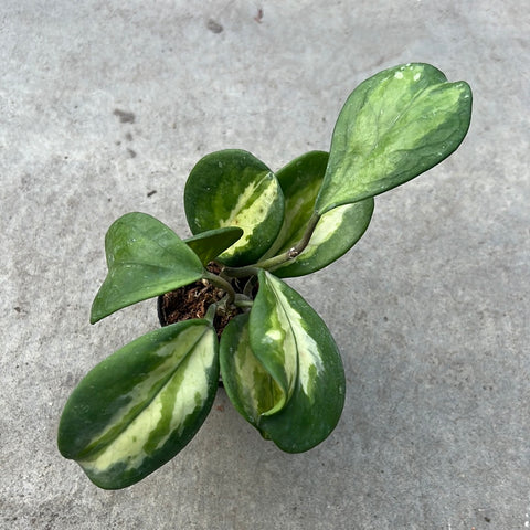 Hoya obovata f. variegata 
