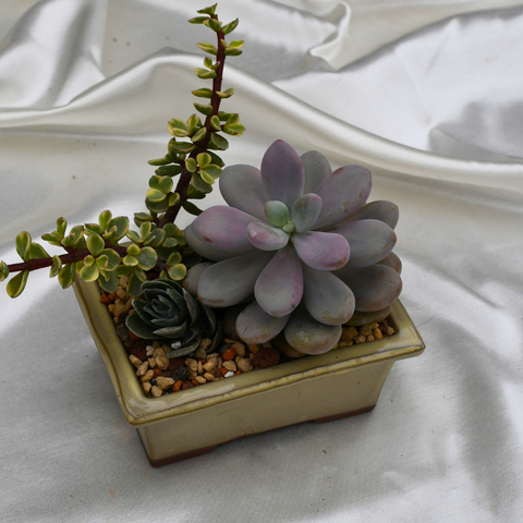 Arrangement de succulentes en pot décoratif