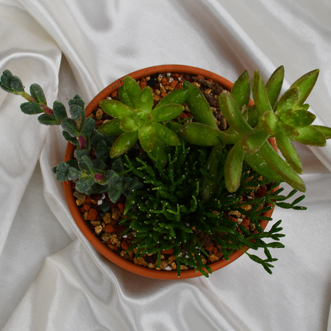 Arrangement de succulentes en pot de terre cuite