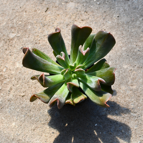 darth vader succulent Echeveria 'Darth Vader' – Serres Lavoie