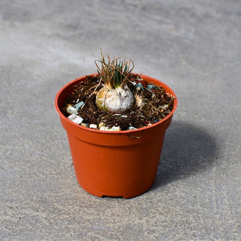 Ornithogalum sardienii