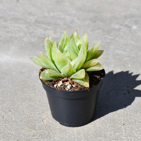 Haworthia cooperi var. Setulifera f. variegata