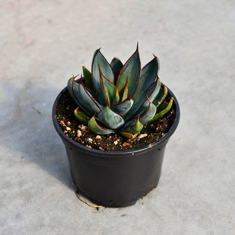 mangave praying hands plant Mangave 'Praying hands' – Serres Lavoie
