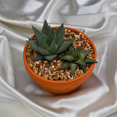 Arrangement d'Haworthias en pot terre cuite court