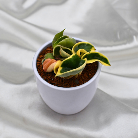 Hoya carnosa compacta 'Albomarginata' en pot décoratif