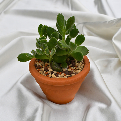 Cotyledon tomentosa en pot de terre cuite