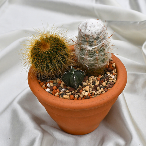 Arrangement de cactus en pot de terre cuite