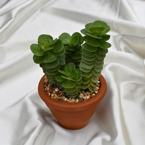 Portulaca molokiniensis en pot de terre cuite