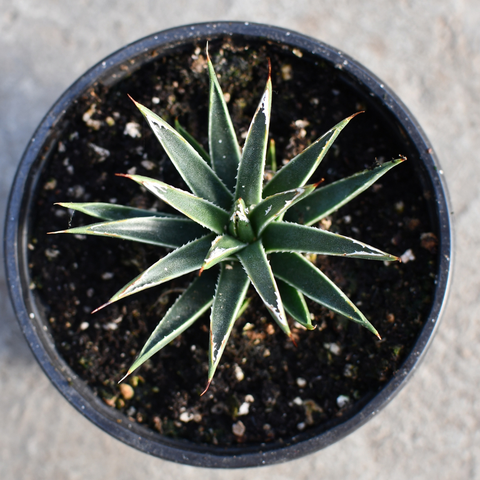 Agave toumeyana var. Bella