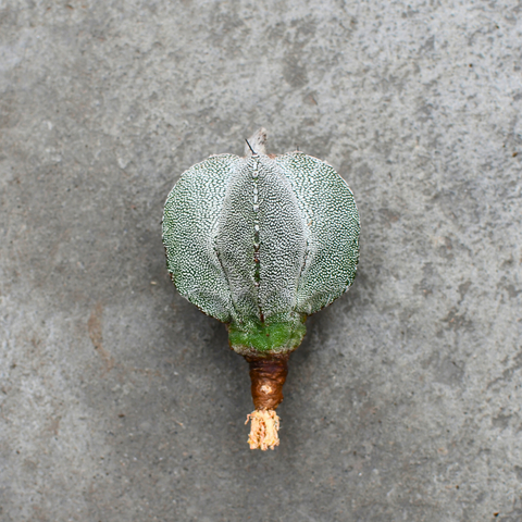Astrophytum myriostigma 'Onzuka'
