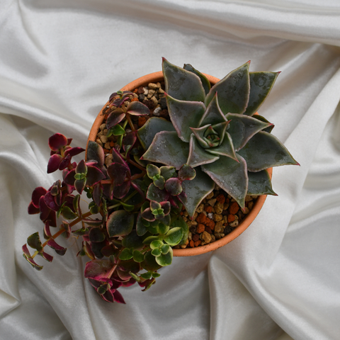 Arrangement de succulentes en pot de terre cuite