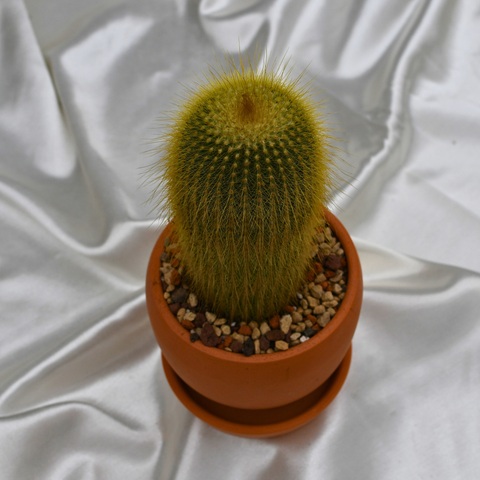 Notocactus leninghausii en pot décoratif
