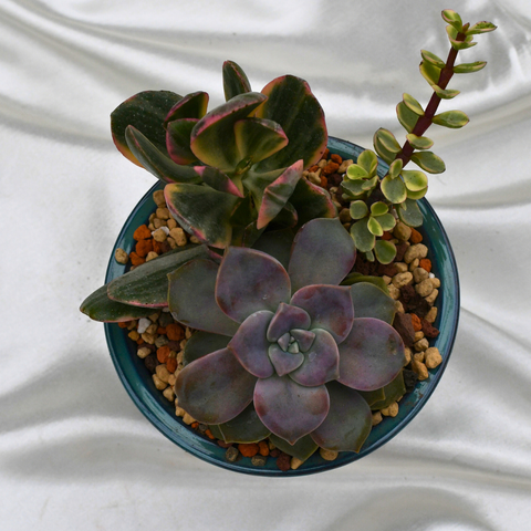 Arrangement de succulentes en pot décoratif
