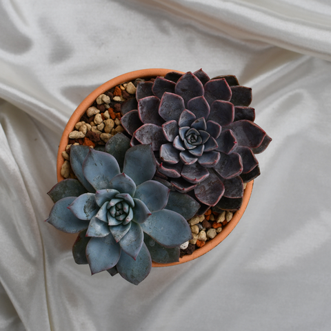 Arrangement de succulentes en pot de terre cuite