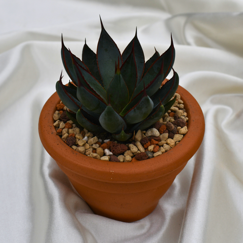 Mangave 'Praying hands' en pot de terre cuite